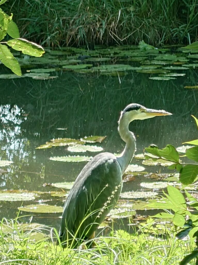 Reiger aan het water